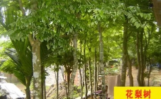 紅花梨下腳料千萬(wàn)別再丟了，都是寶啊